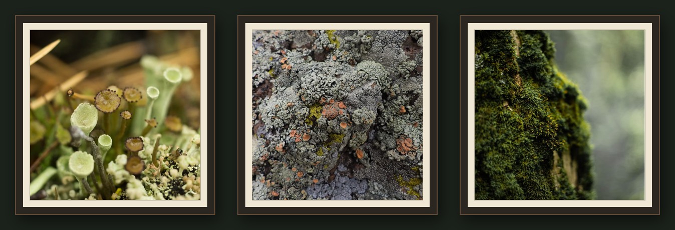 Triptyque Trio Lichen