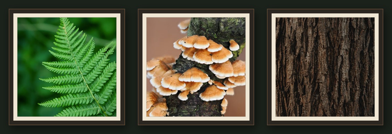 Triptyque Trio Sous-bois